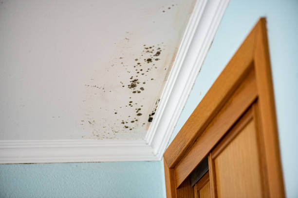 Best Black Mold Removal  in Lockland, OH