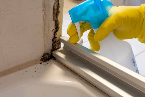 Mold Removal Process in Lockland, OH