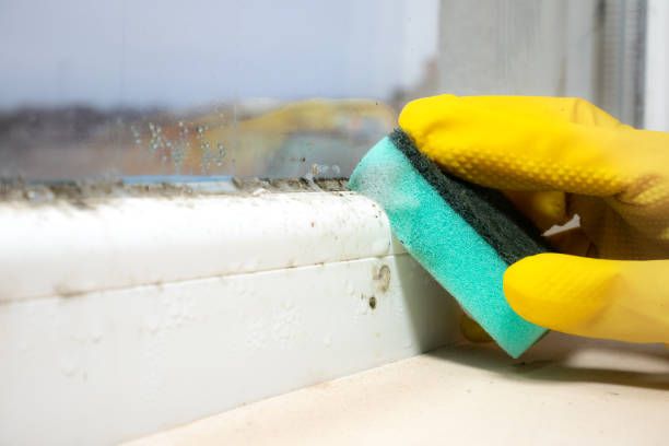 Best Mold Removal Process  in Lockland, OH